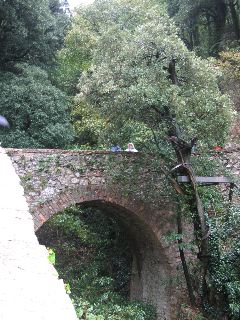 The tree where St Francis preached to doves