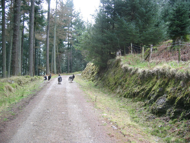 Glendalough Goats