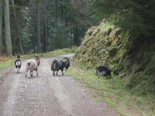 Glendalough Goats