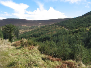 Glendalough Vista