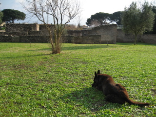 come va, cane?